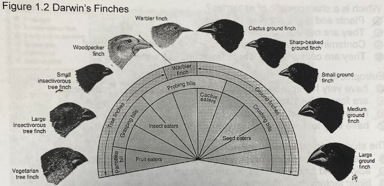 <p><span>Darwin's study of finches in the Galapagos Islands provides an example of&nbsp;</span></p><ol><li><p><span>morphological resource partitioning.</span></p></li><li><p><span>spatial resource partitioning.</span></p></li><li><p><span>metapopulations.</span></p></li><li><p><span>the competitive exclusion principle.</span></p></li></ol>