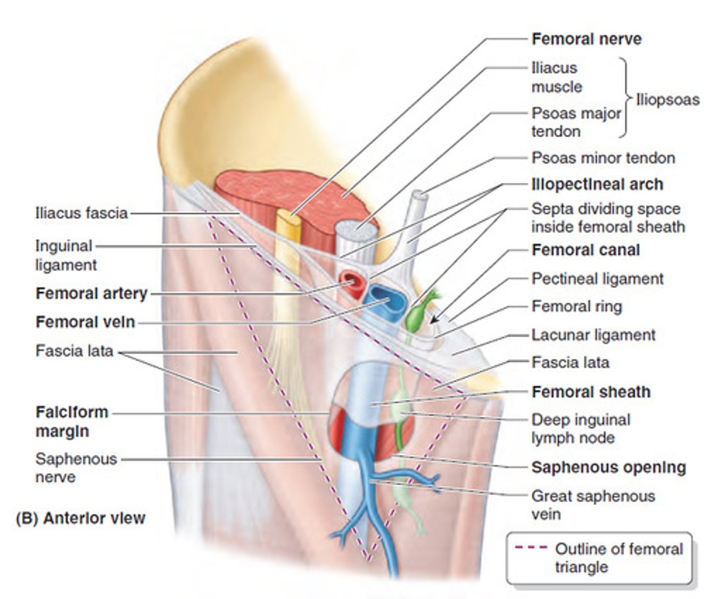 <p>Lateral femoral cutaneous nerve</p><p>Femoral nerve</p><p>Femoral artery and vein in femoral sheath</p><p>Profunda Femoris</p>