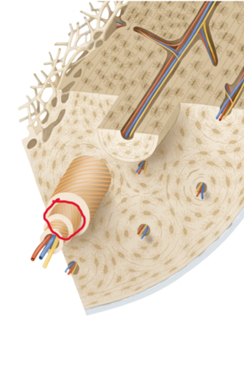 <p>What is circled here? (Orange lines)</p>