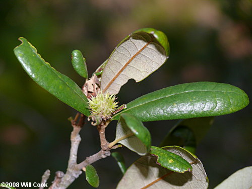 <p>Sand Live oak</p>