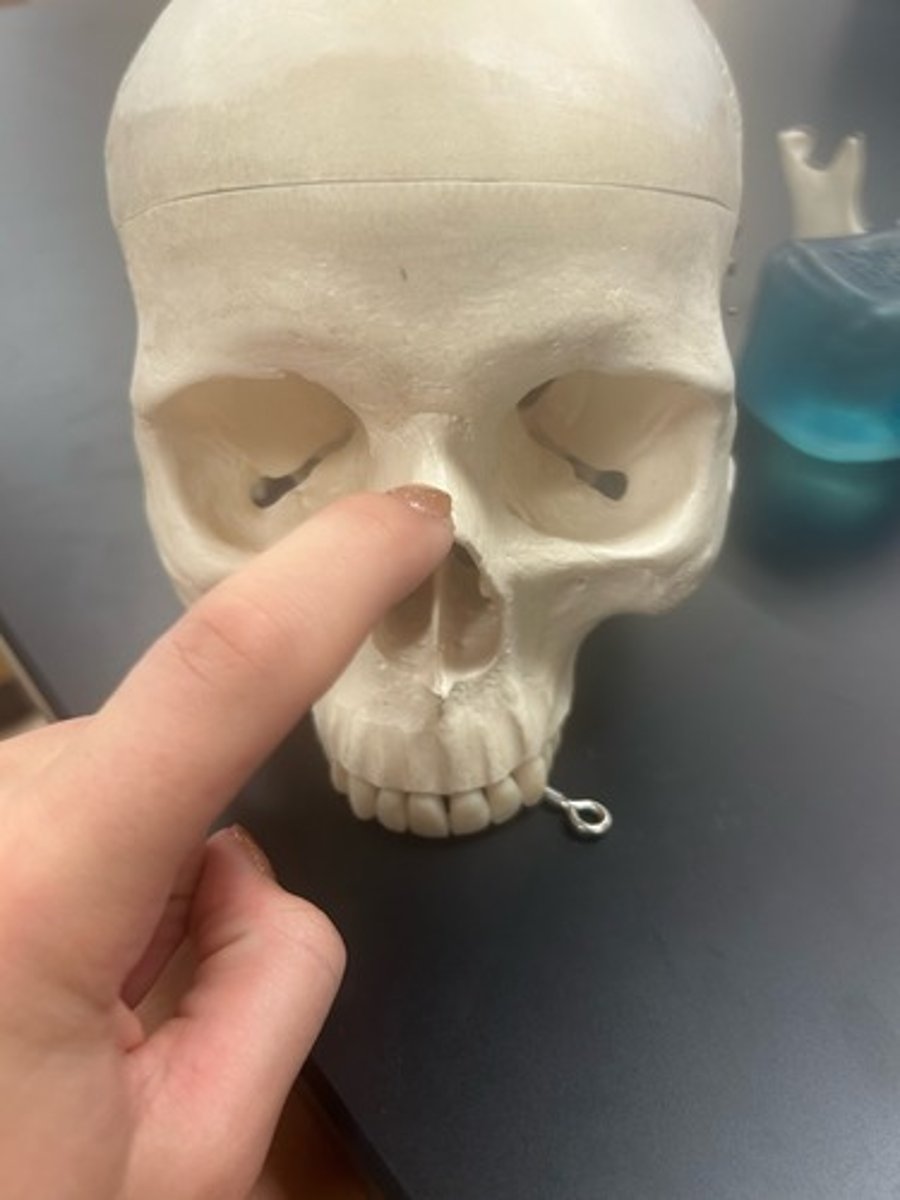 <p>name the bone</p>