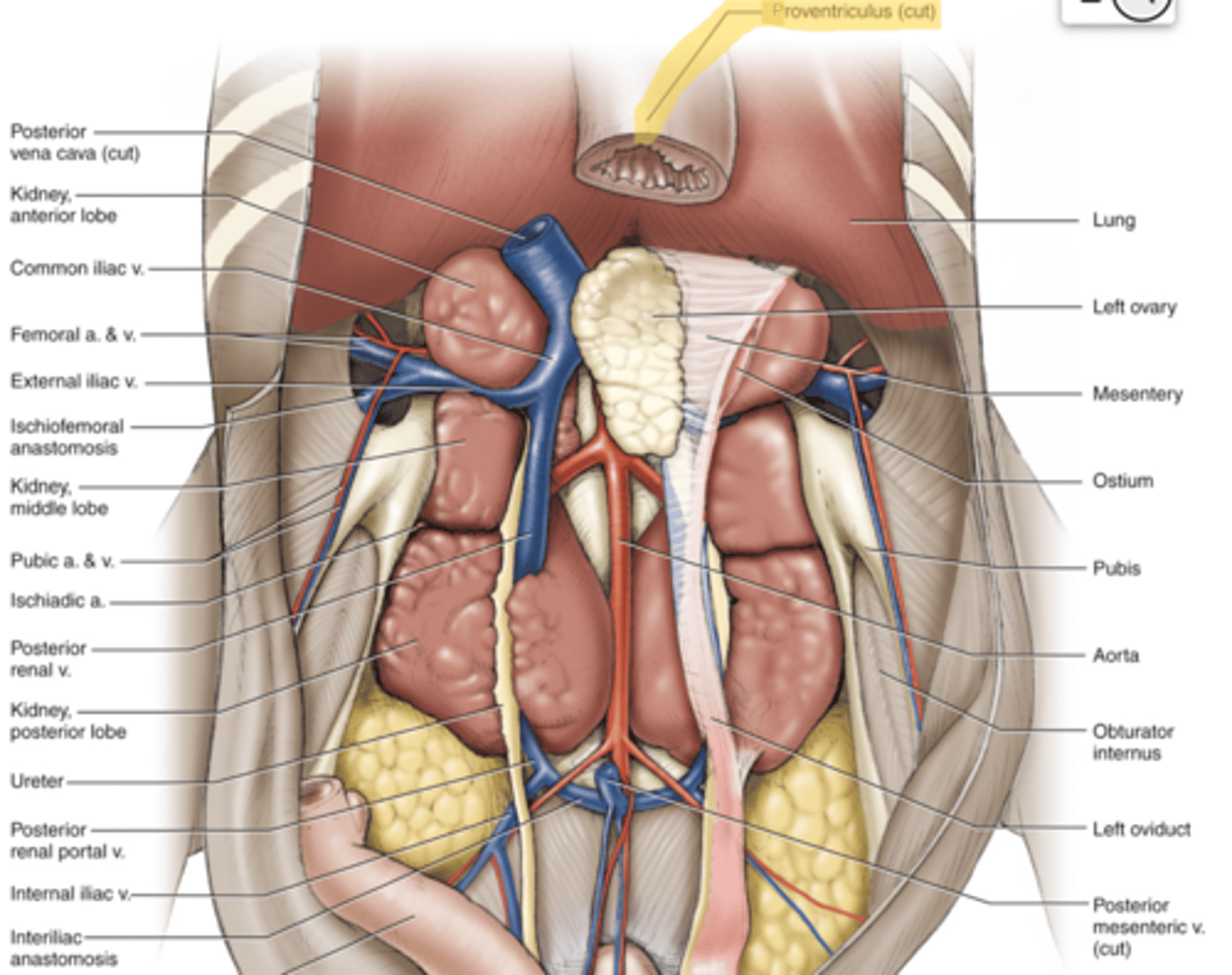 knowt flashcard image