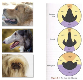 <p>○ Visuele deprivatie</p><p>■ Eerste 5 levensweken</p><p>● Normale ontwikkeling visuele cortex</p><p>● Structurele en fysiologische schade gezichtsvermogen als gedepriveerd</p><p>● Irreversibel</p><p></p><p>○ Gezichtsveld</p><p>■ Binoculair zicht, grote variatie tussen de rassen</p><p>■ Zoveel verschillende vorm van neus, dit beïnvloedt hun gezichtsveld</p><p></p><p>○ Zie veterinaire fysiologie</p><p>■ Aangepast aan jagen</p><p>■ Bijzonder: verziend (hypermetroop)</p><p>● Kunnen wel niet zo goed dichtbij zien</p><p>● Gevoelig voor beweging herkennen bewegend opbjecten op afsten 810 - 900meter</p><p>○ Stilstaande op 585 meter</p><p>● Tapetum lucidum</p><p>○ Gemiddeld 4 a 5 maal minder lichtsterkte nodig dan menselijk oog om voorwerpen van elkaar te kunnen onderscheiden</p><p></p><p>○ Dichromaat</p><p>■ Minder kleur groen en blauw, geen rood</p><p>● Niet iedereen is hier over eens!</p><p></p><p>○ Honden zien dichtbij minder scherp dan mensen</p><p>■ Beweging belangrijker dan scherp beeld waar te nemen</p><p>■ Dichtbij geluid, geur en beweging, eerder dan op scherp zien</p>