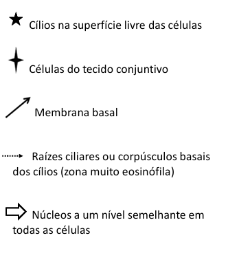 <p>epitélio simples colunar ciliado </p>