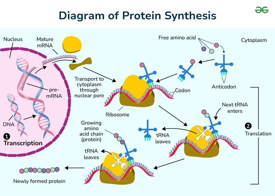 <p>It is the entire process where DNA is copied into RNA, which then travels out of the nucleus. It includes when amino acids are assembled into proteins in ribosomes, due to the genetic code from mRNA. Peptide bonds form between these amino acids, which forms a polypeptide sequence</p>