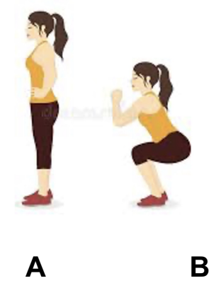 <p>To unlock the knee, when going from position A to B as shown in the image, which of the following motions is MOST LIKELY to occur?</p><ol><li><p>Lateral rotation of the femur on the tibia</p></li><li><p>Medial rotation of the femur on the tibia</p></li><li><p>Lateral rotation of the tibia on the femur</p></li><li><p>Medial rotation of the tibia on the femur</p></li></ol><p></p>