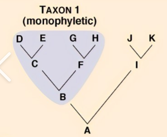 Exam 3: Intro To Biodiversity Flashcards | Knowt