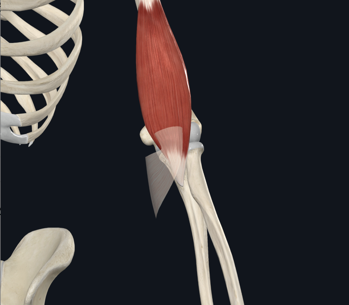 <p>the coronoid process and tuberosity of the ulna</p>