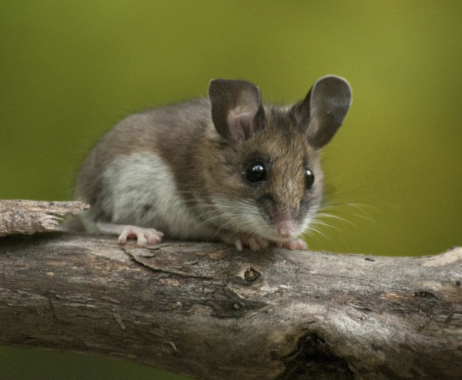<ul><li><p>nocturnal</p></li><li><p>body temp drops during daytime while in the burrow — conserves energy</p><ul><li><p>omnivorous</p></li></ul></li></ul><p></p>