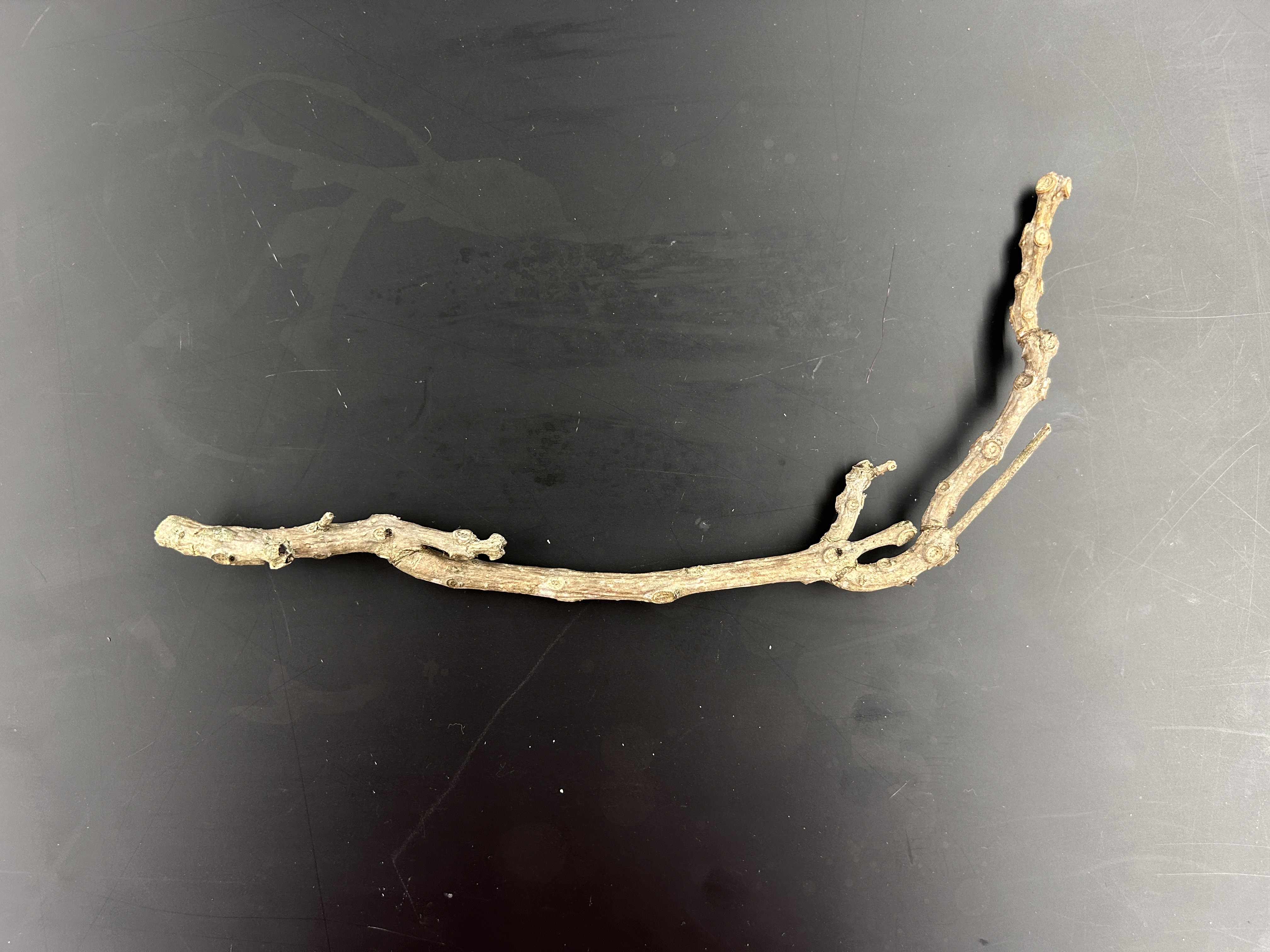 <p>What tree is this </p>