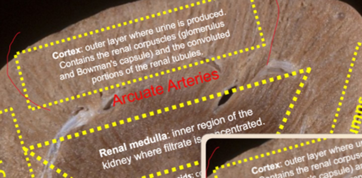 <p>in between the renal cortex and medulla</p>