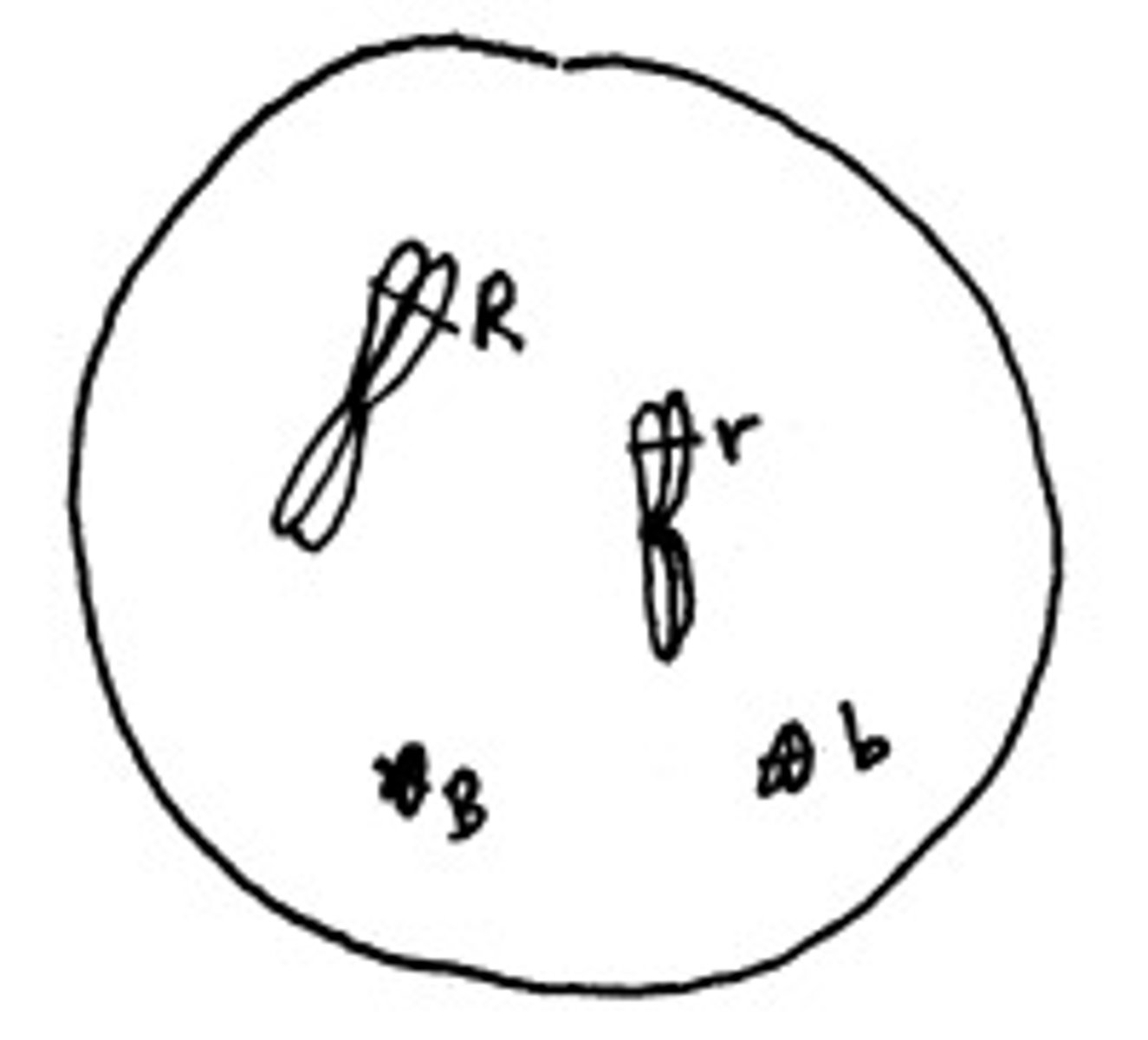 <p>What is the correct genotype for this cell? [Note: a backslash indicates genes or alleles on homologous chromosomes whereas semicolon indicates genes on non-homologous chromosomes.]</p><p>R/r;B/b</p><p>RB;rb</p><p>R;B/r;b</p><p>RB/rb</p>