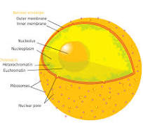 <p>Nuclear membrane </p>