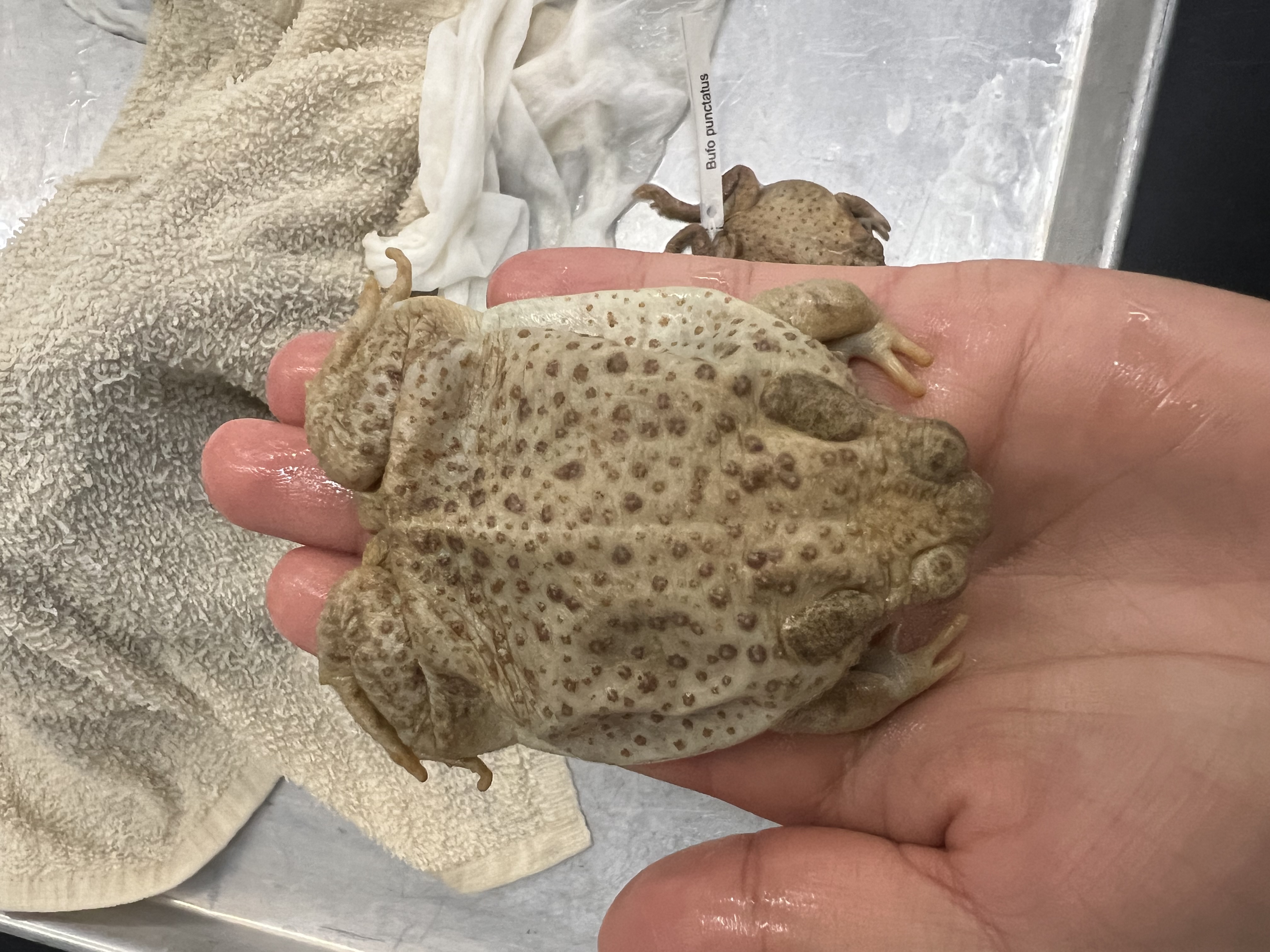 <p>What’s the <strong>common</strong> name?</p>