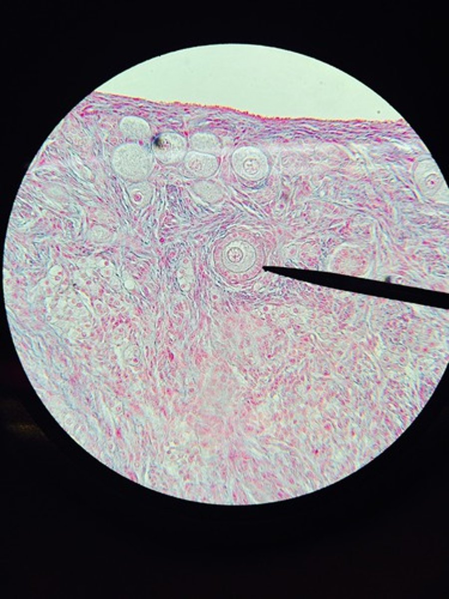 <p>A. Label B. Hormone made there</p>