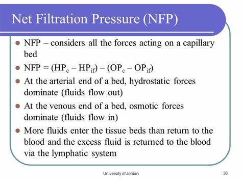 <p>NFP= (HPb-HPif)- (COPb- COif)<br>- usually (COPb- COif) is around <strong>0</strong> in normal cases.</p>