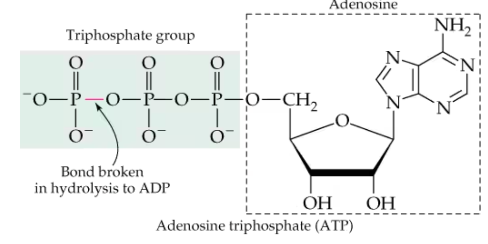 <p>How is ADP made from ATP?</p>