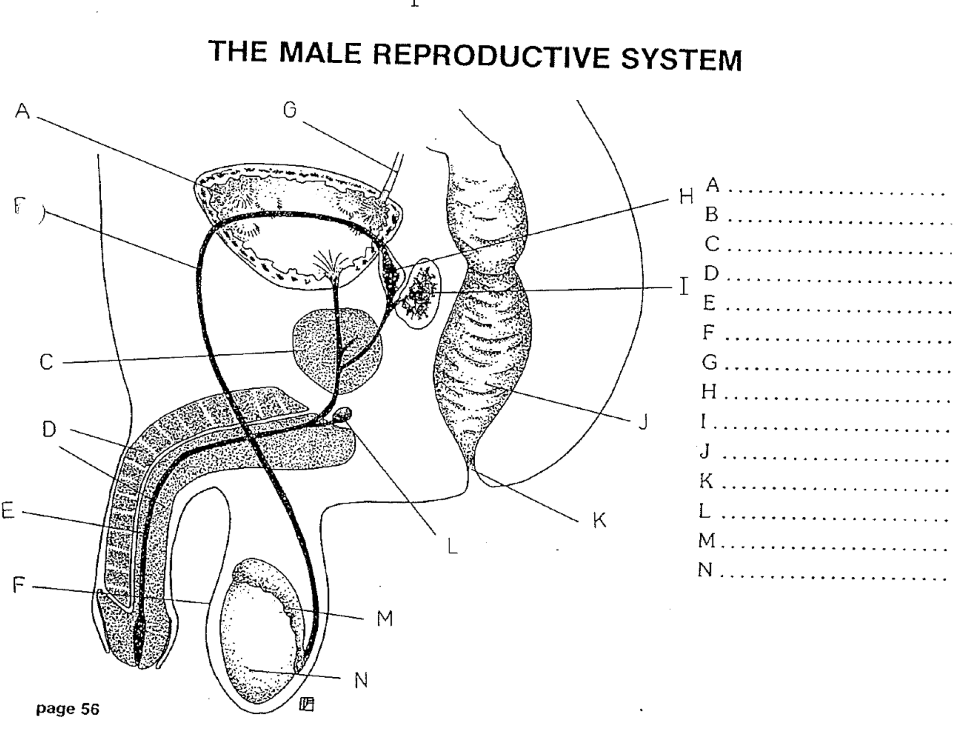<p>a. bladder</p><p>b. vas deferens</p><p>c. prostate gland</p><p>d. Erectile tissue</p><p>e. Urethra</p><p>f. Scrotum</p><p>g. Ureter</p><p>h. Vas deferens</p><p>i. Seminal vesicle</p><p>j. Rectum</p><p>k. Anus</p><p>l. Bulbo-urethral gland (Cowper’s gland)</p><p>m. Epididymis</p><p>n. testis</p>