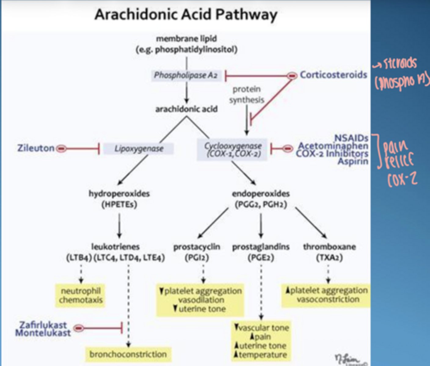 <p>pathway drives inflammation, edema, and bone resorption</p>