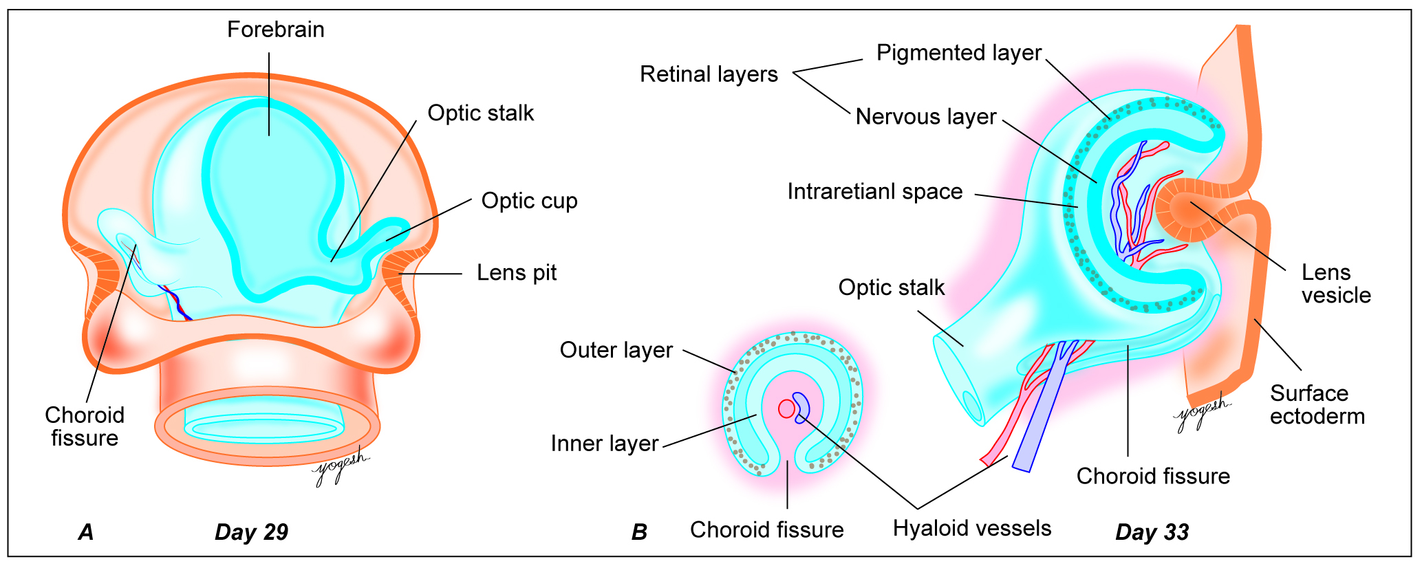 <p>The pigmented layer of the retina.</p>