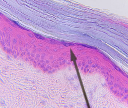 <p>what type of tissue is this </p>