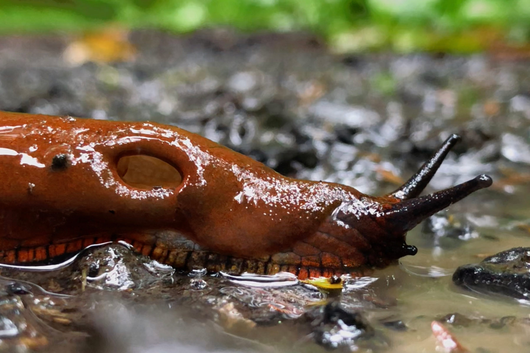 <p><span>breathing pore is a respiratory opening of the external body anatomy of an air-breathing land slug</span></p>