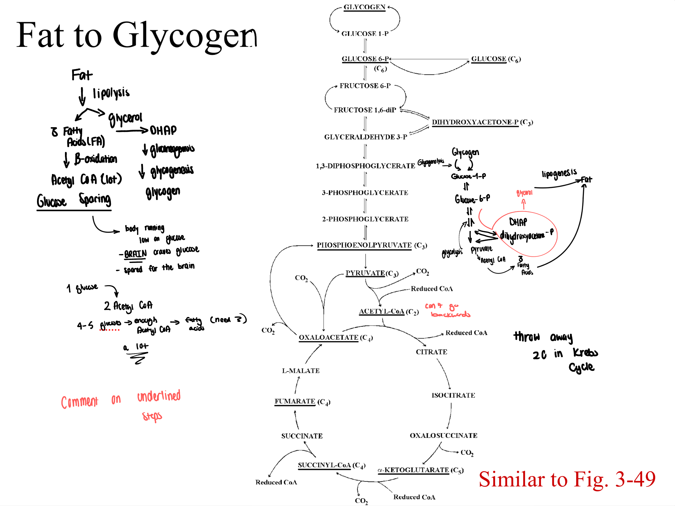 knowt flashcard image