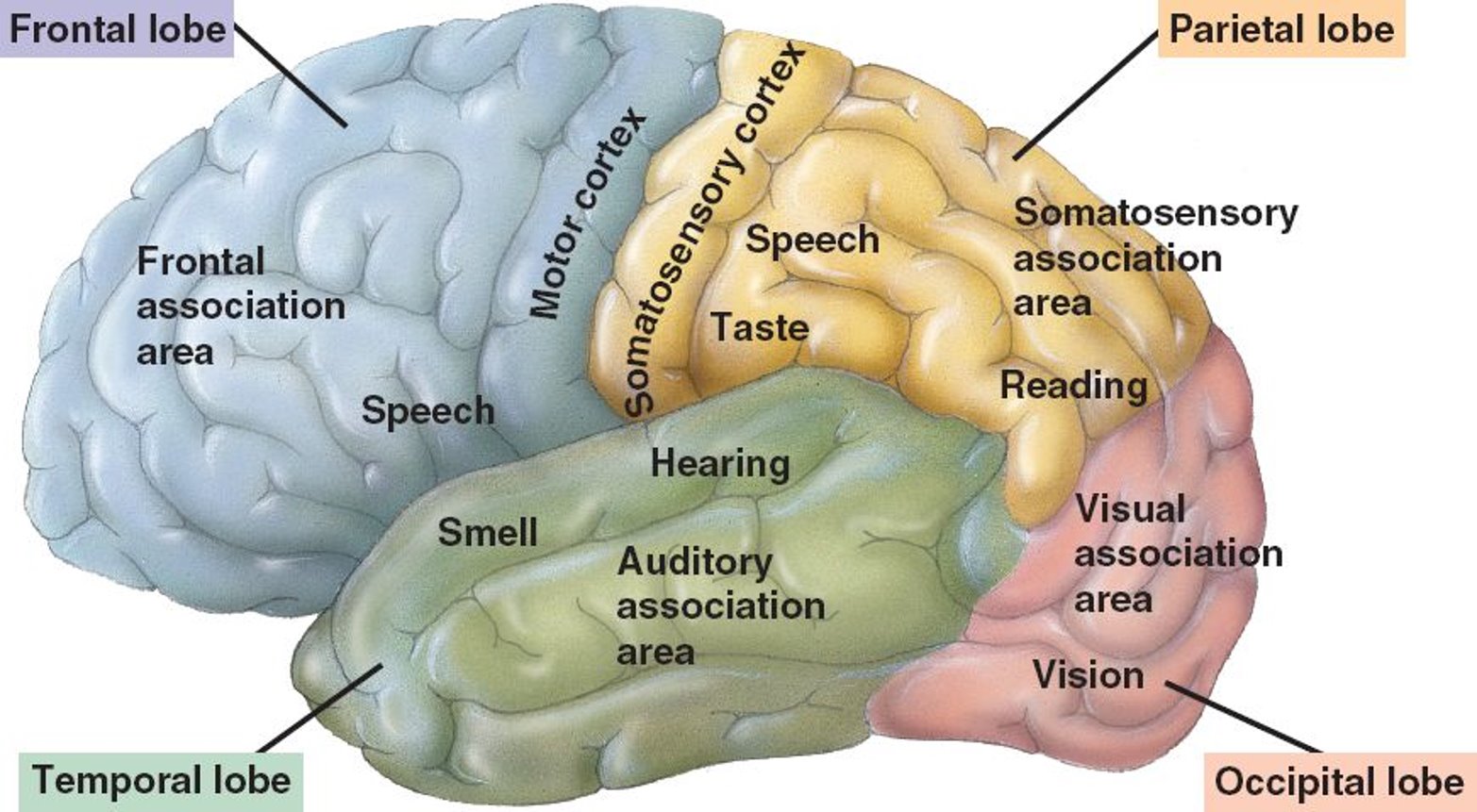 <p>Brain Diagram </p>