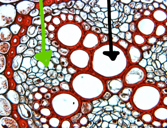 <ul><li><p>xylem (black arrow)</p></li><li><p>phloem (green arrow)</p></li></ul>