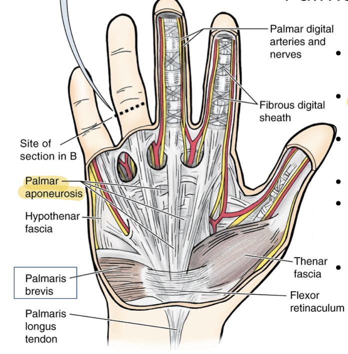 <ol><li><p>The palmar aponeurosis is a thick, fibrous layer of tissue in the palm of the hand that provides support and helps anchor the skin. It serves as a protective covering for the underlying flexor tendons and structures of the hand. </p></li><li><p>Serves to protect the underlying ulnar nerve and artery </p></li></ol><p></p>