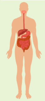 <p>digestive system</p>