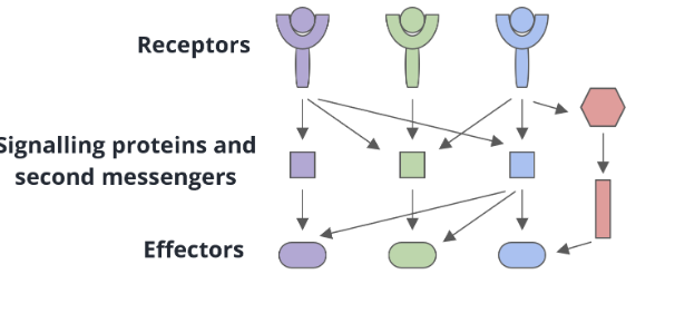 <ul><li><p>a combination of convergence and divergence may be happening at the same time</p></li></ul><p></p>