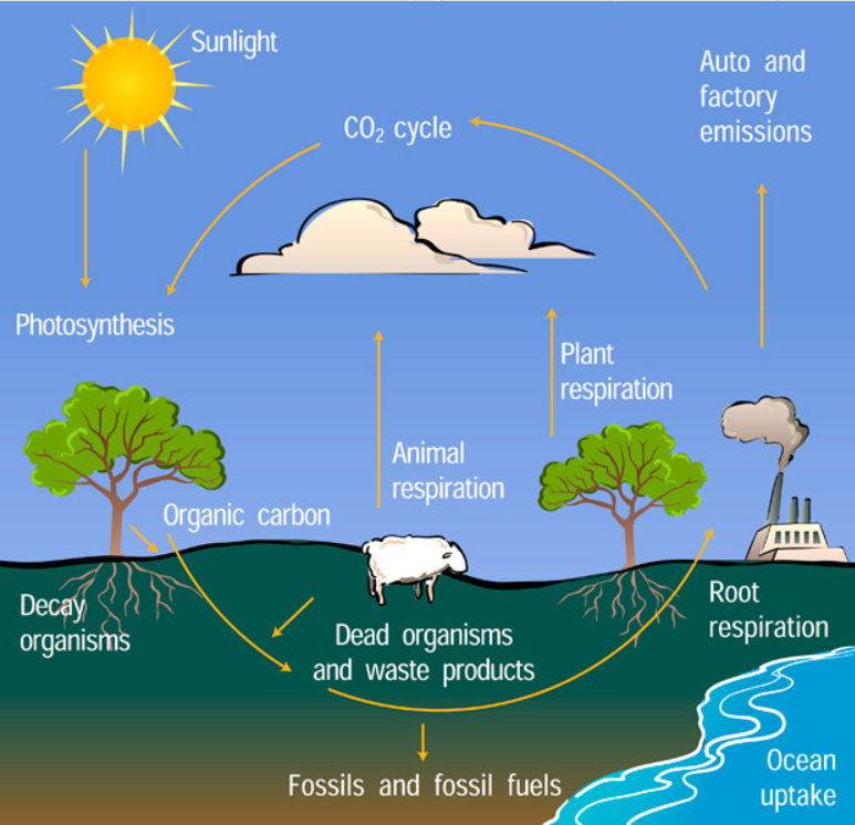 <p>The organic circulation of carbon from the atmosphere into organisms and back again</p>