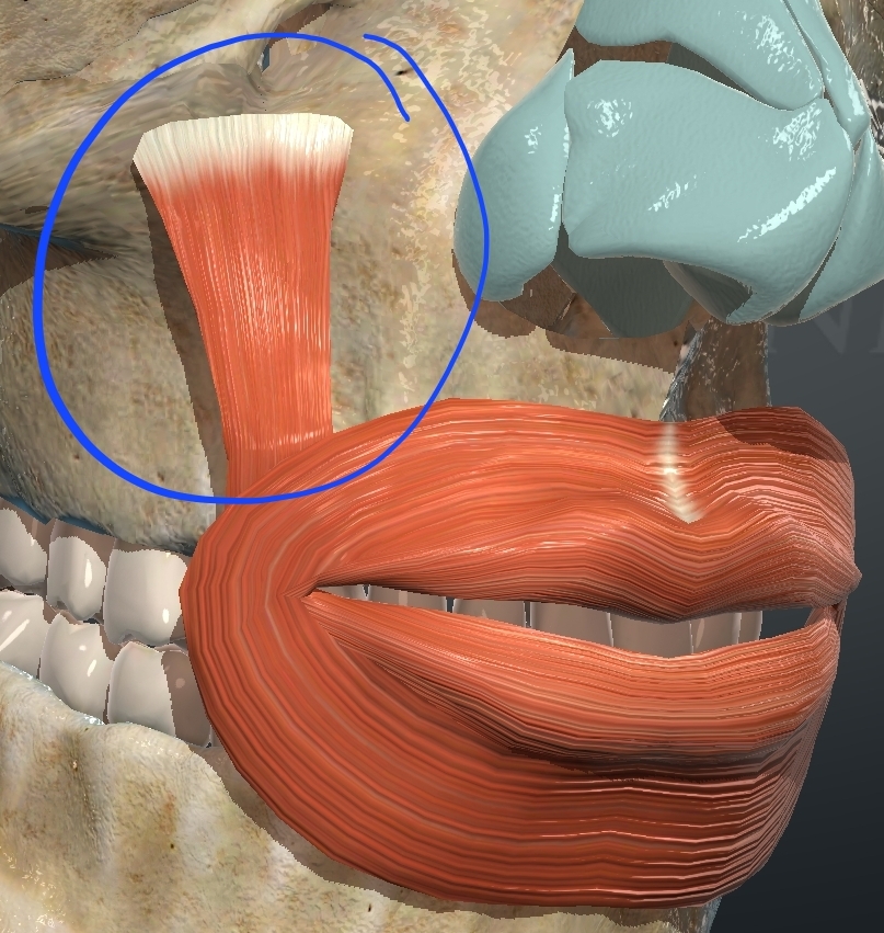 <p>What is this muscle?</p>