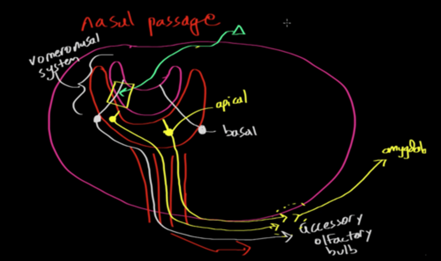 <p>(B) III &gt; II &gt; I &gt; V &gt; IV</p><p>III. Pheromone molecule activates receptor on basal/apical cell. -&gt;</p><p>II. Basal/apical cell sends axon through accessory olfactory epithelium to the accessory olfactory bulb. -&gt;</p><p>I. Signal synapses on to the glomerulus. -&gt;</p><p>V. Signal is sent to the mitral or tufted cell. -&gt;</p><p>IV. Signal is sent to the amygdala where it is processed.</p>