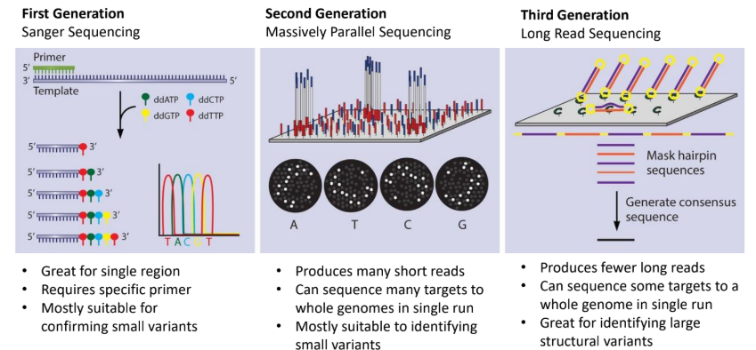 <p>sequences long strands of DNA by keeping them intact, thus whole genomes can be sequenced in single runs</p><ul><li><p>good for identifying large structural variants</p></li></ul><p></p>