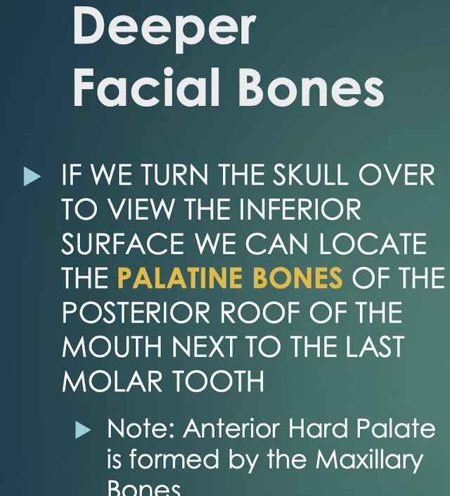 <p>Palatine Bones</p>