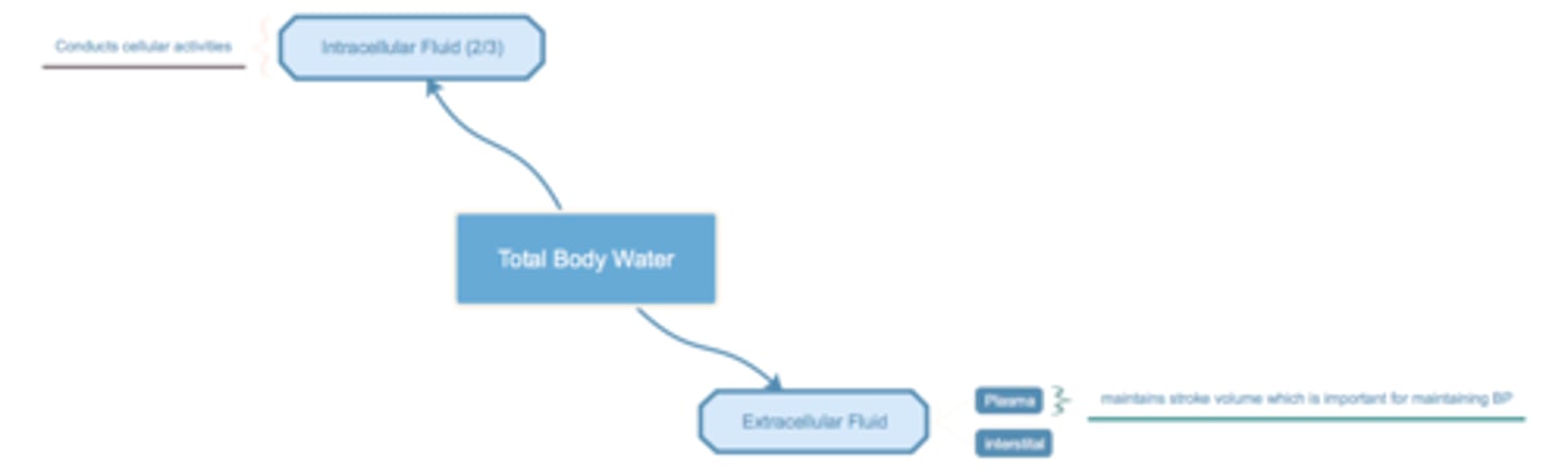 <p>TBW = total body water</p><p>150 lb, 42 L (60%) of water</p><p>ECF = extracellular fluid (1/3)</p><p>ICF = intracellular fluid (2/3 of TBW ~28 L)</p><p>ECF - plasma (3 L), interstital fluid (15 L?)</p><p>ICF - cell functions</p><p>plasma v. interstital</p><p>- plasma, maintains stroke volume which is important for maintaining BP (HRxSVxTPR)</p><p>****PICTURE</p>
