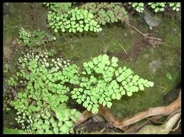 <p>Midenhair fern</p>