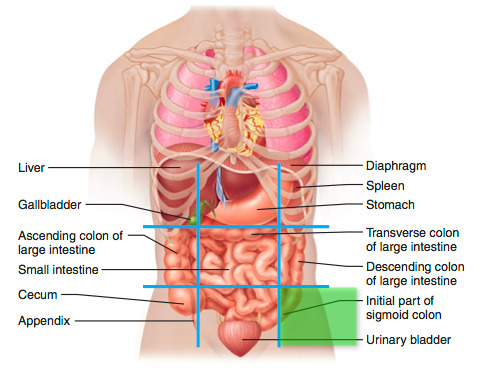 <p>lower abdominal region</p>
