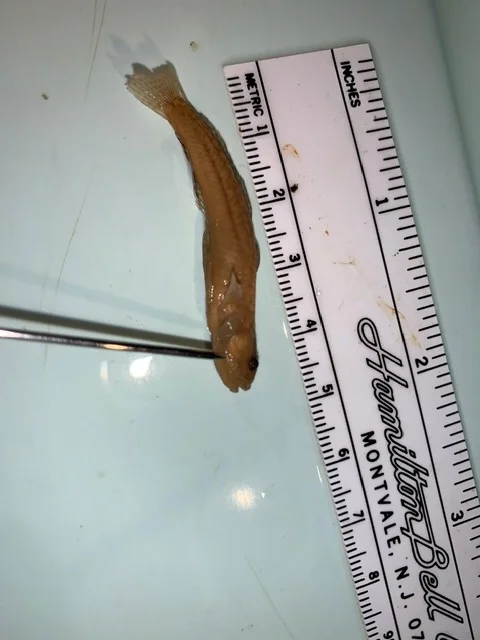 <p>What fish is this?</p>