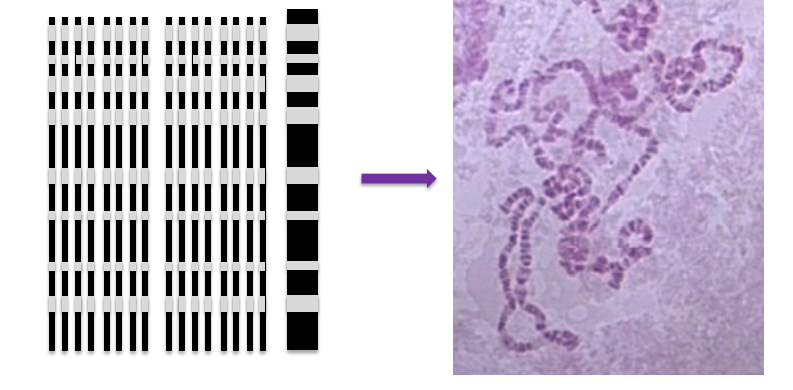 Elle s’explique par un phénomène de polyténie (épaisseur) et au fait qu’ils soient très peu condensés. Les chromosomes polyténiques se trouvent dans des cellules dans lesquelles la division cellulaire ne se fait pas ==> seulement la duplication 