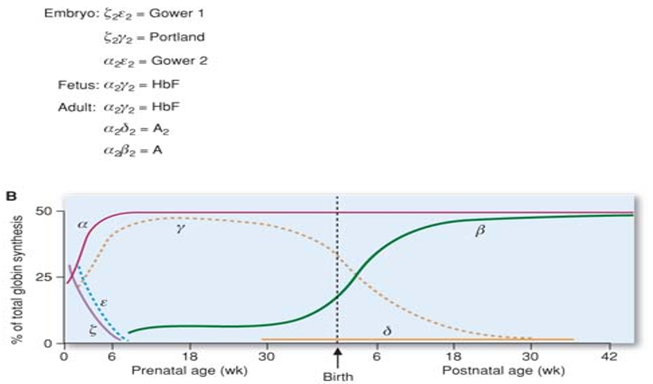 <p><span>•Different subunits have slightly different structure, slightly different O<sub>2</sub> binding properties, based on developmental stage of fetus and O<sub>2</sub> demands.</span></p><p><span>•</span></p><p><span>•α always present</span></p><p><span>•</span></p><p><span>•γ major second subunit during development (HbF α2γ2), quickly replaced by β after birth (HbA α2β2).</span></p><p><span>•</span></p><p><span>•HbF has higher affinity for oxygen than HbA (this is how fetus can get O<sub>2</sub>).</span></p><p>^^ KNOW THIS </p>