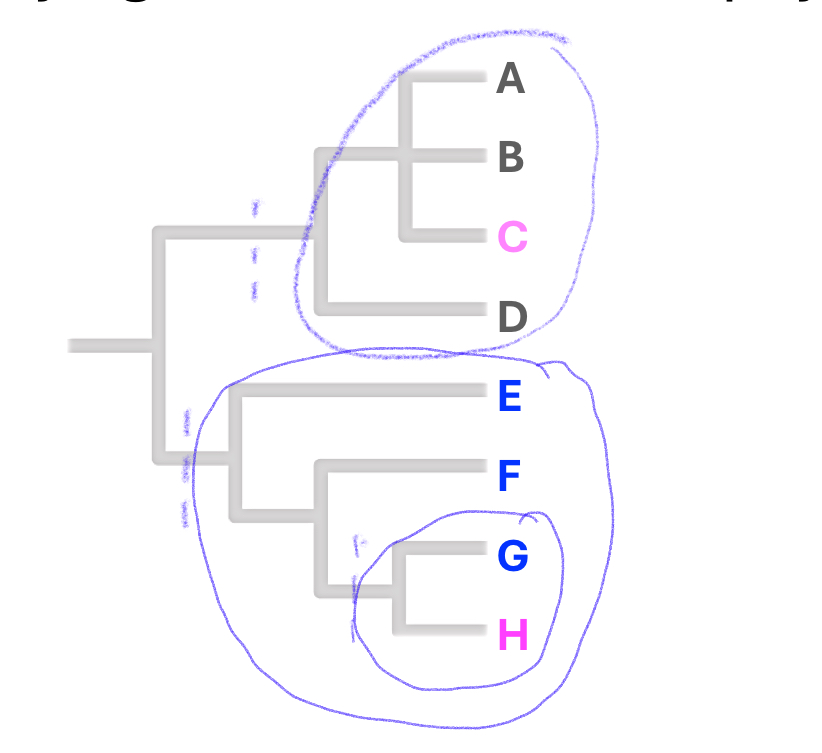 <p><strong>a group of organisms that share a common ancestor</strong><span>. </span></p><p>(ancestor + <em>all</em> descendants)</p>