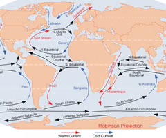 <p>the large scale horizontal flow of ocean water (at the surface and at depth) driven by planetary winds and contrasts in water temperature and salinity.</p>