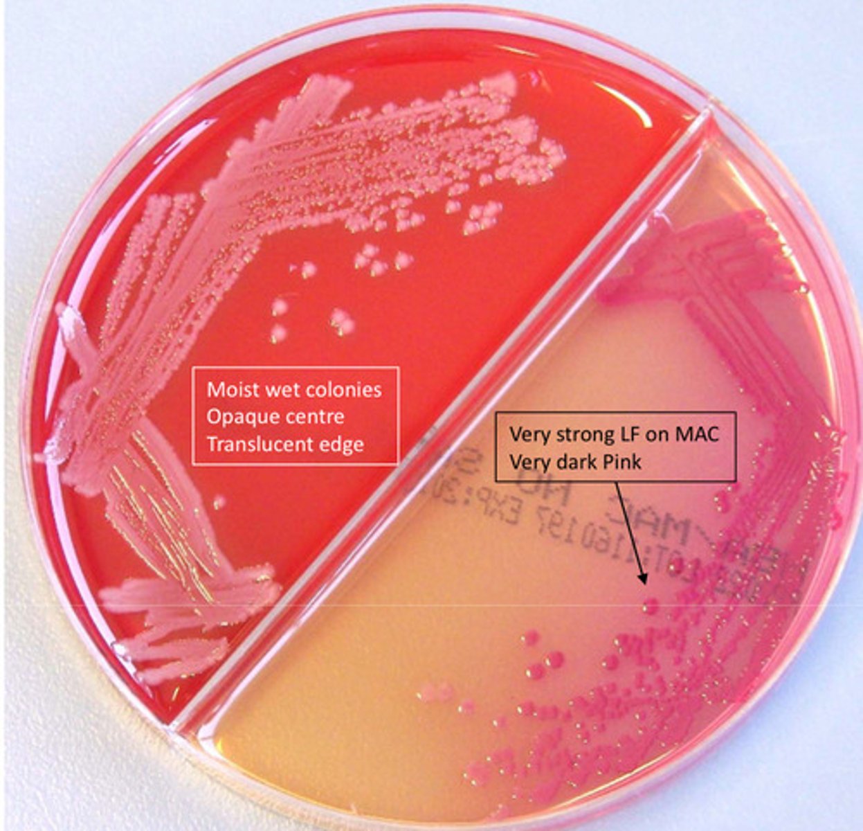 <p>GNB, most commonly isolated in urine, catalase positive, oxidase neg, motile, spot indole pos, completely susceptible</p>