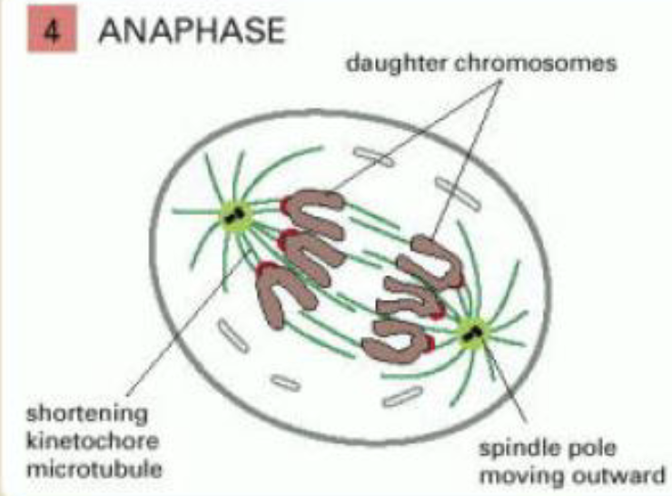 <p>anaphase</p>