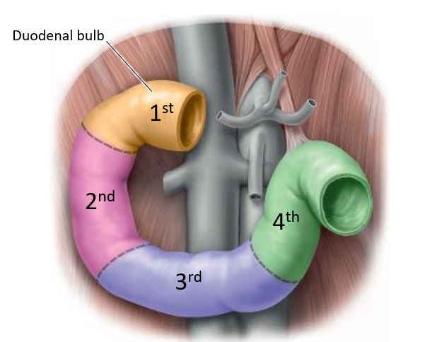 <p>Only the <strong>duodenal bulb</strong> (proximal portion of the 1st part) is intraperitoneal*; the rest is secondarily retroperitoneal.</p><p><em>*a structure is completely surrounded by the visceral peritoneum and is suspended within the peritoneal cavity by a mesentery.</em></p>