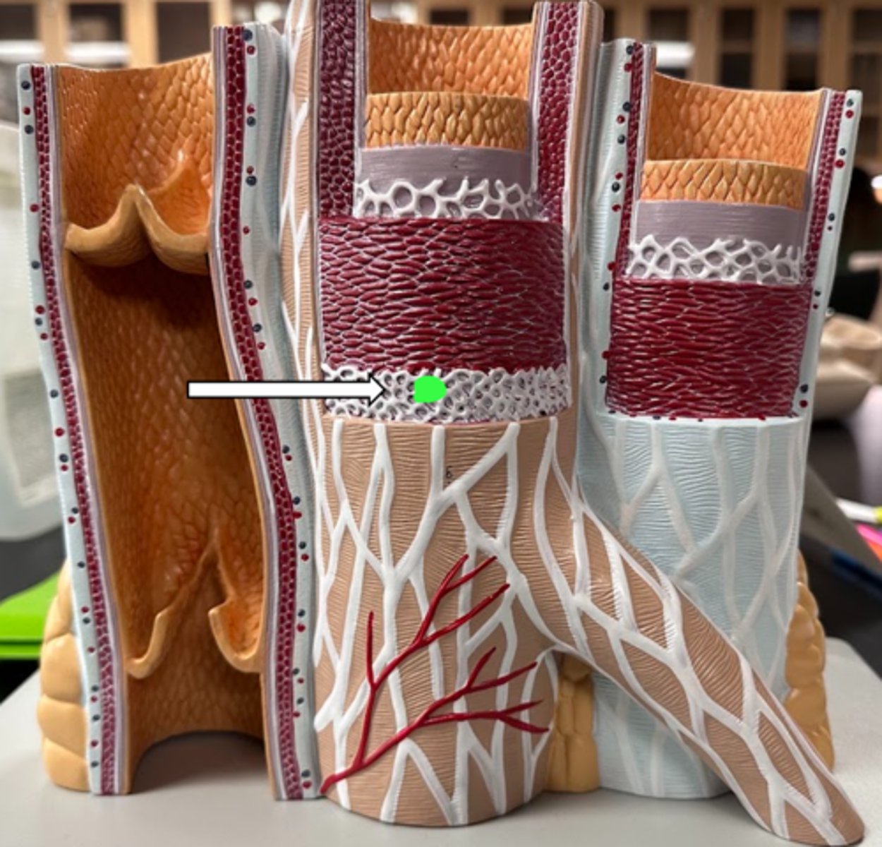 <p>name the structure</p>