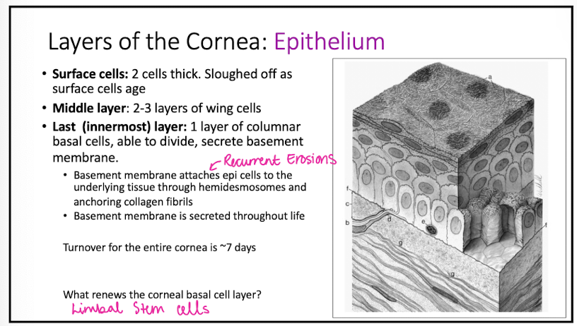 <p>surface cells</p><p>- 2 cells thick</p><p>- tight junctions</p><p>middle layer</p><p>- 2 to 3 layers of wing cells</p><p>- desmosomes tightly connect wing cells to each other</p><p>last layer</p><p>- 1 layer of columnar basal cells</p>